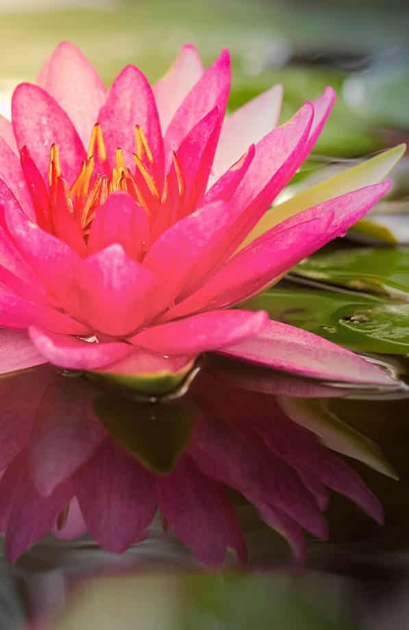 banniere lotus juri-ce